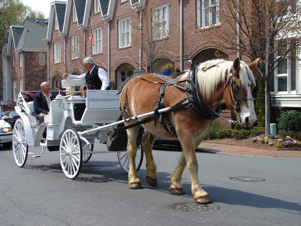 Charlotte Center City Carriage Tours