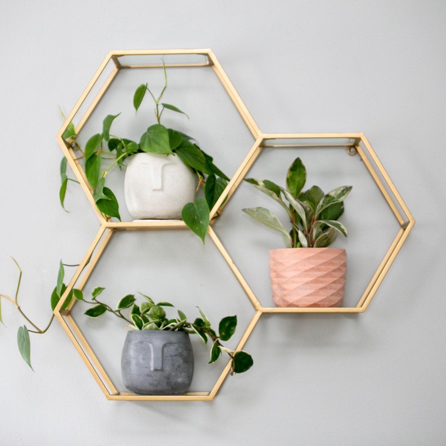 Verde Tribe Plant Shop